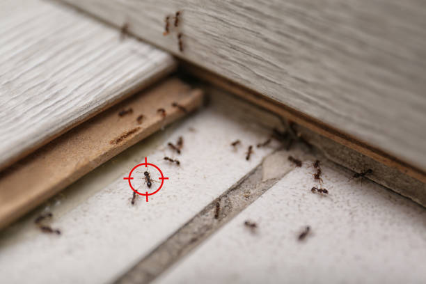 Best Affordable Pest Control Services  in Salt Lake City, UT