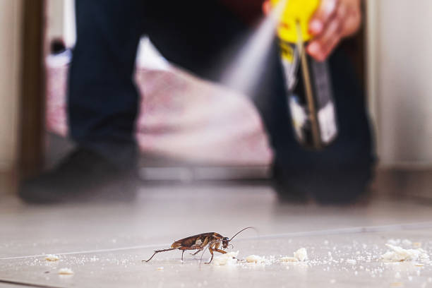 Best Spider Control Near Me  in Salt Lake City, UT